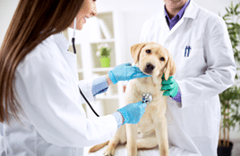 Veterinary Professional Cleaning Products